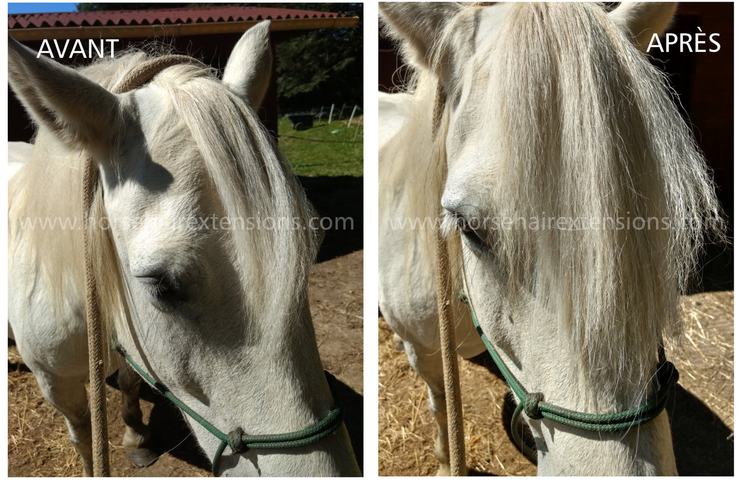Horse hair false clip in forelock real horse hair