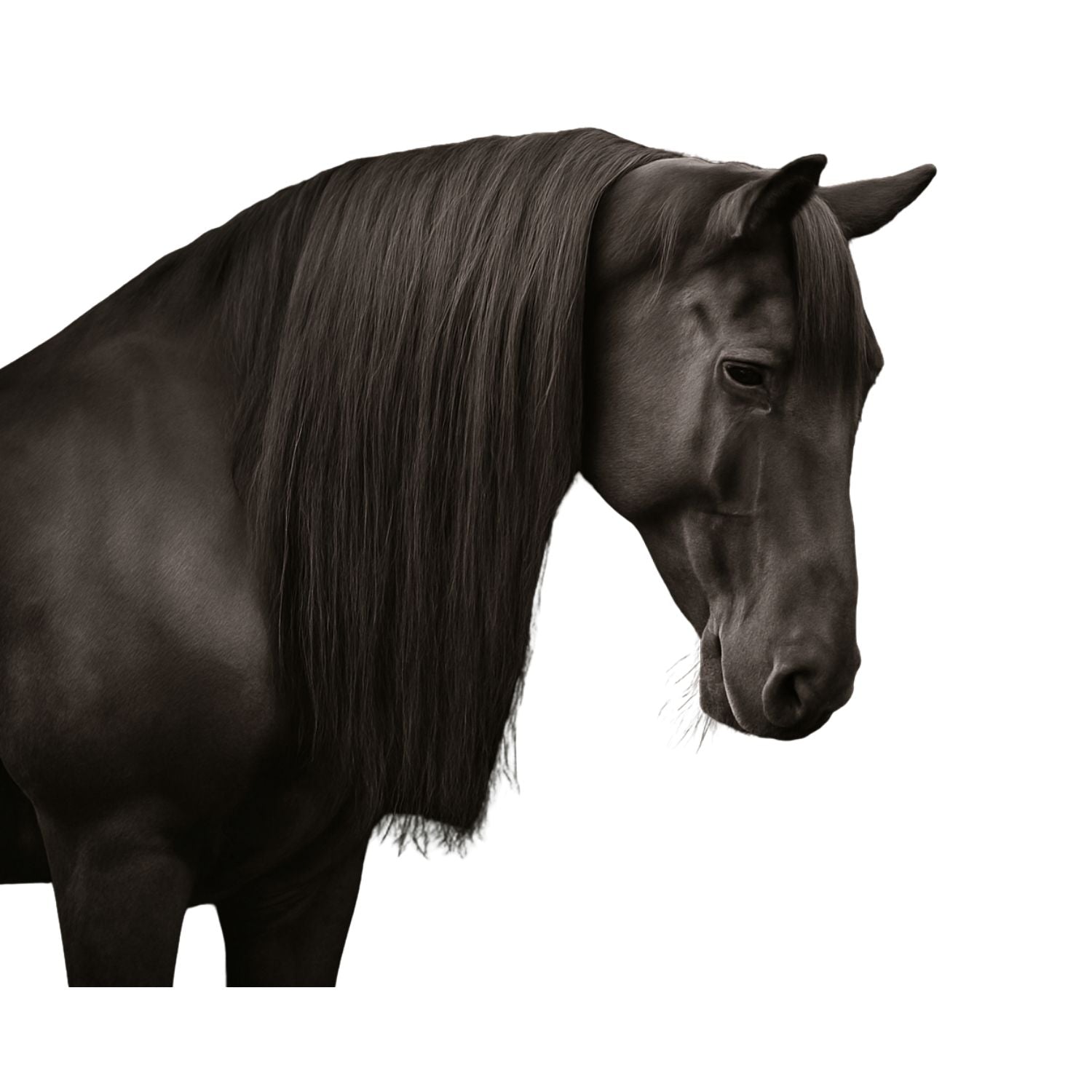 Haarverlängerung „Pferdemähne“ zum Einclipsen, 59 cm lang x 20 cm brei –  Horse Hair Extensions