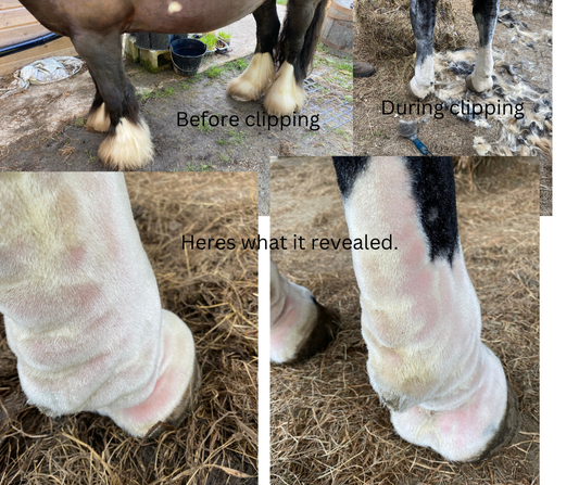 How it all began- vital pet solutions