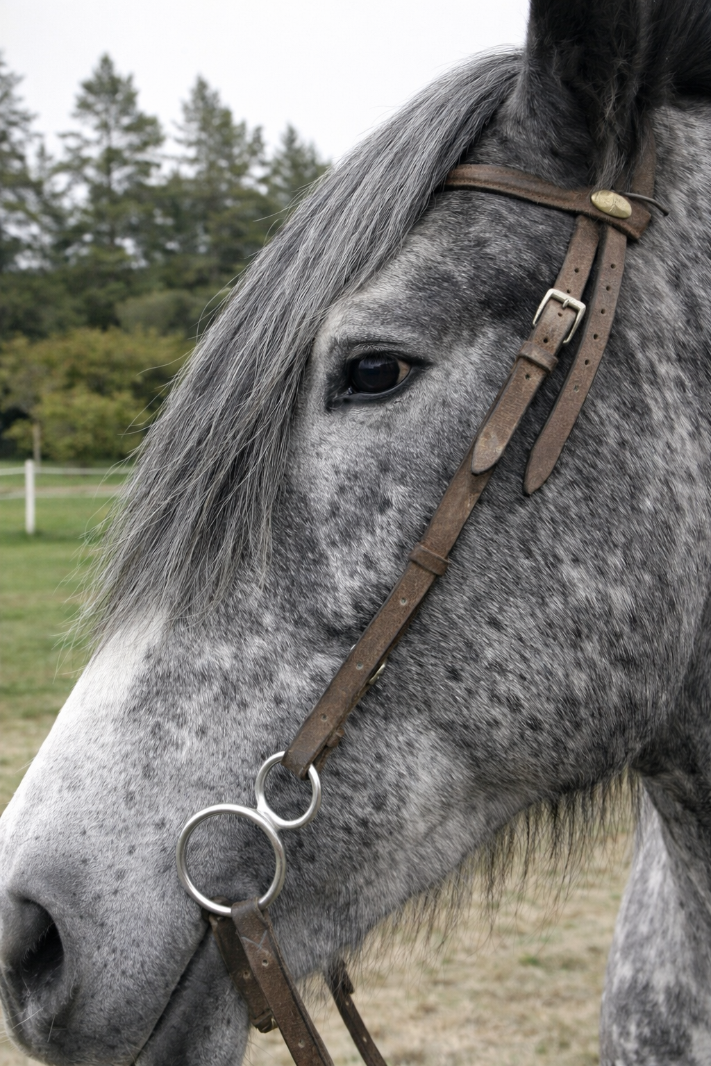 Headband Horse hair Forelock Extension