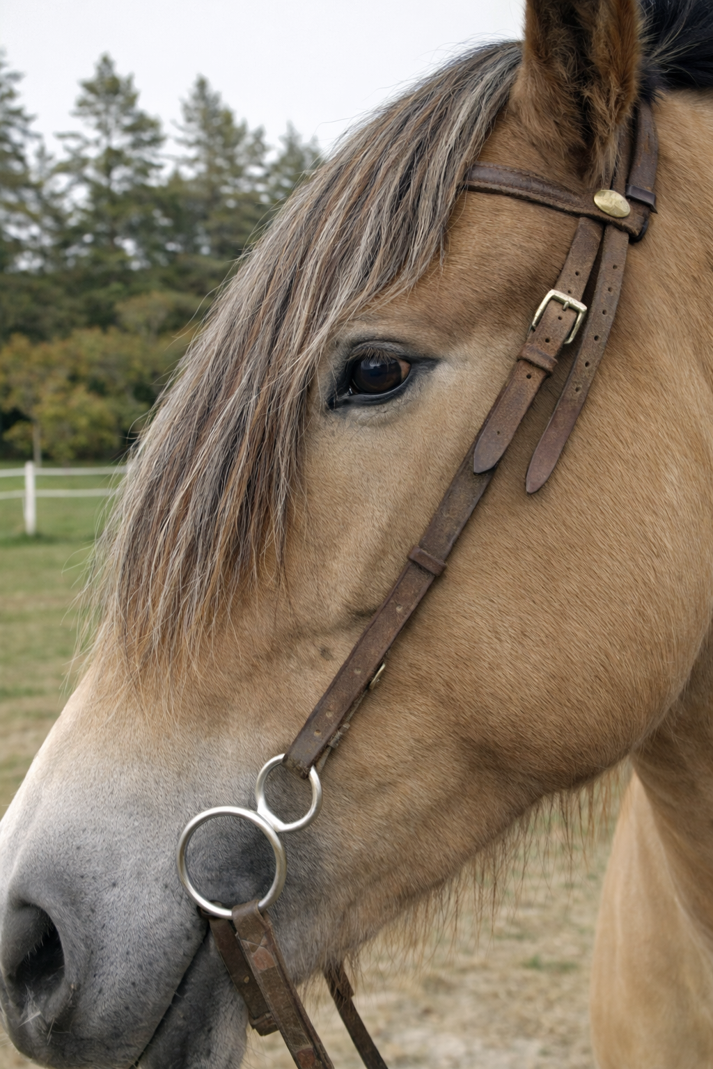 Headband Horse hair Forelock Extension