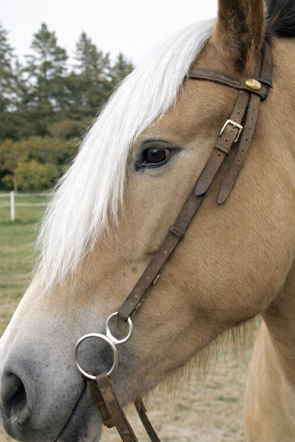 Headband Horse hair Forelock Extension