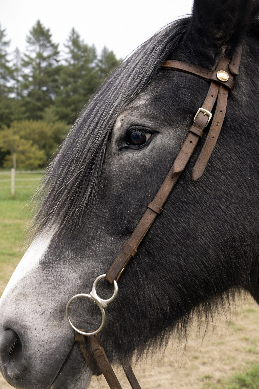 Headband Horse hair Forelock Extension