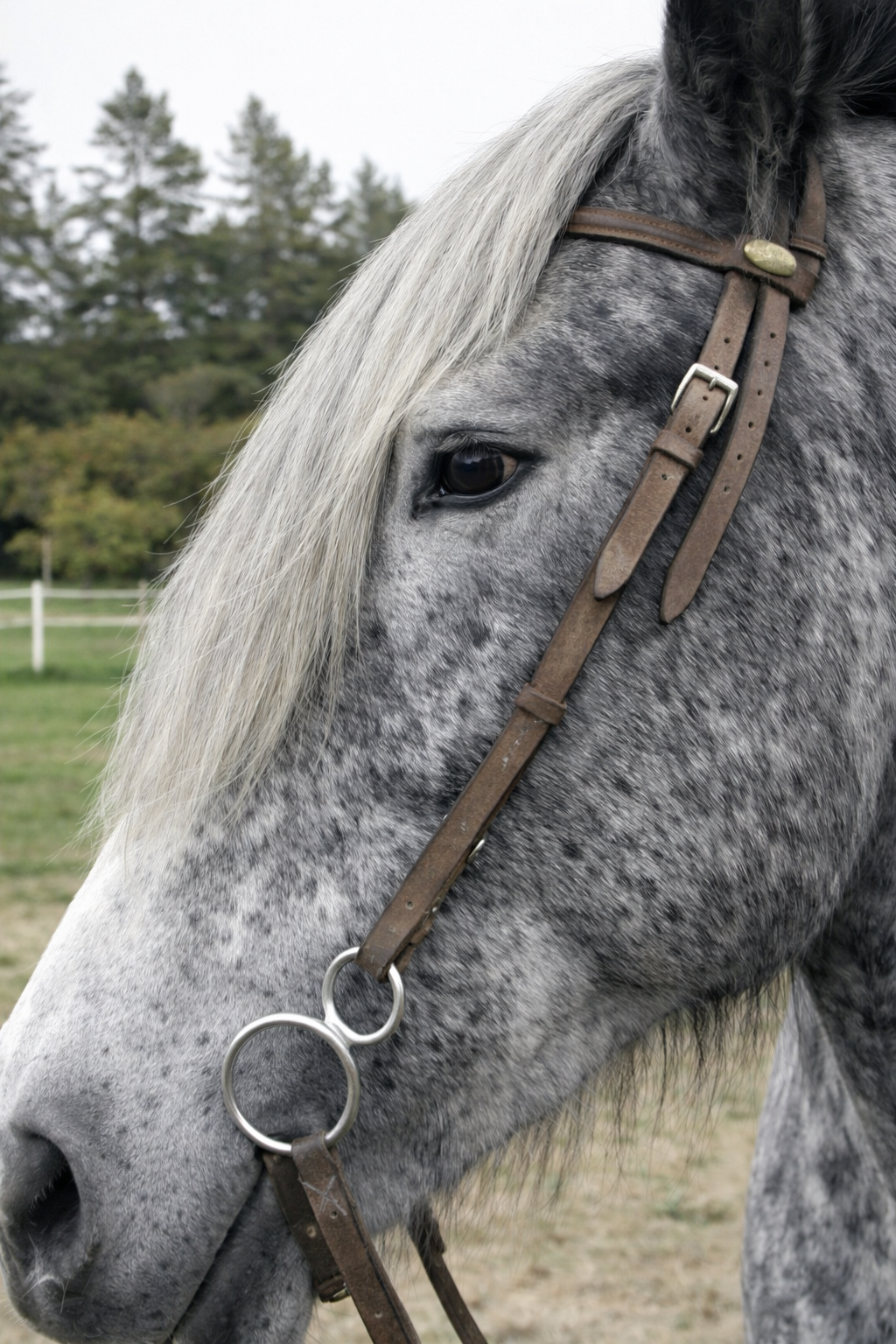 Headband Horse hair Forelock Extension