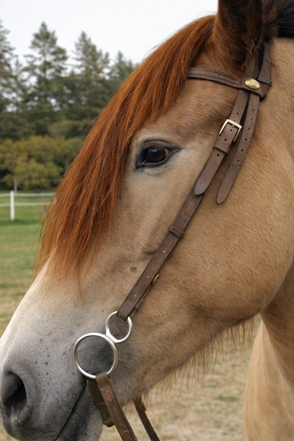 Headband Horse hair Forelock Extension