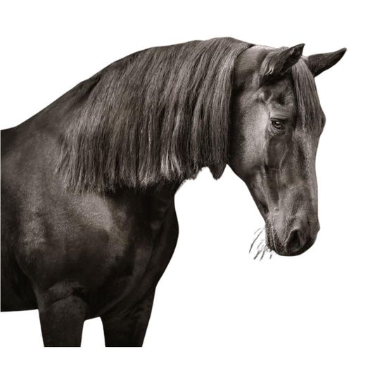 Clip In Mane Extension Fake Hair 14 inch (36cm) Length x 8 inch (20cm) Wide