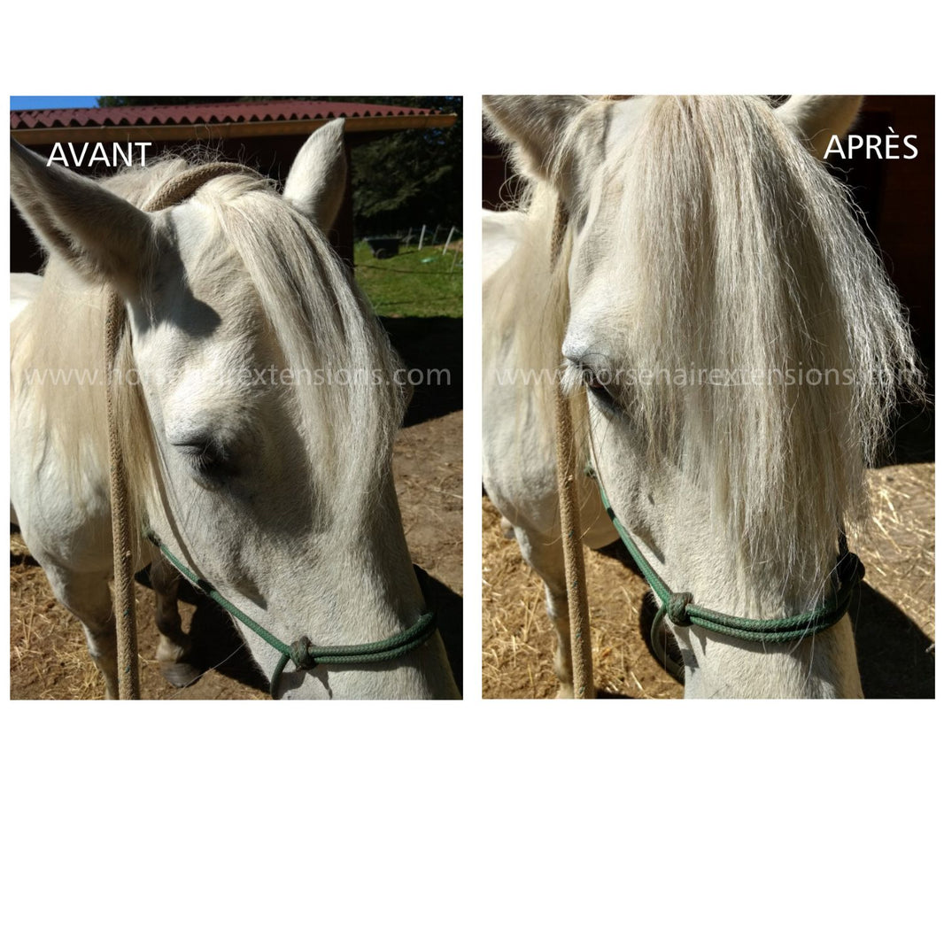 Forelocks – Horse Hair Extensions