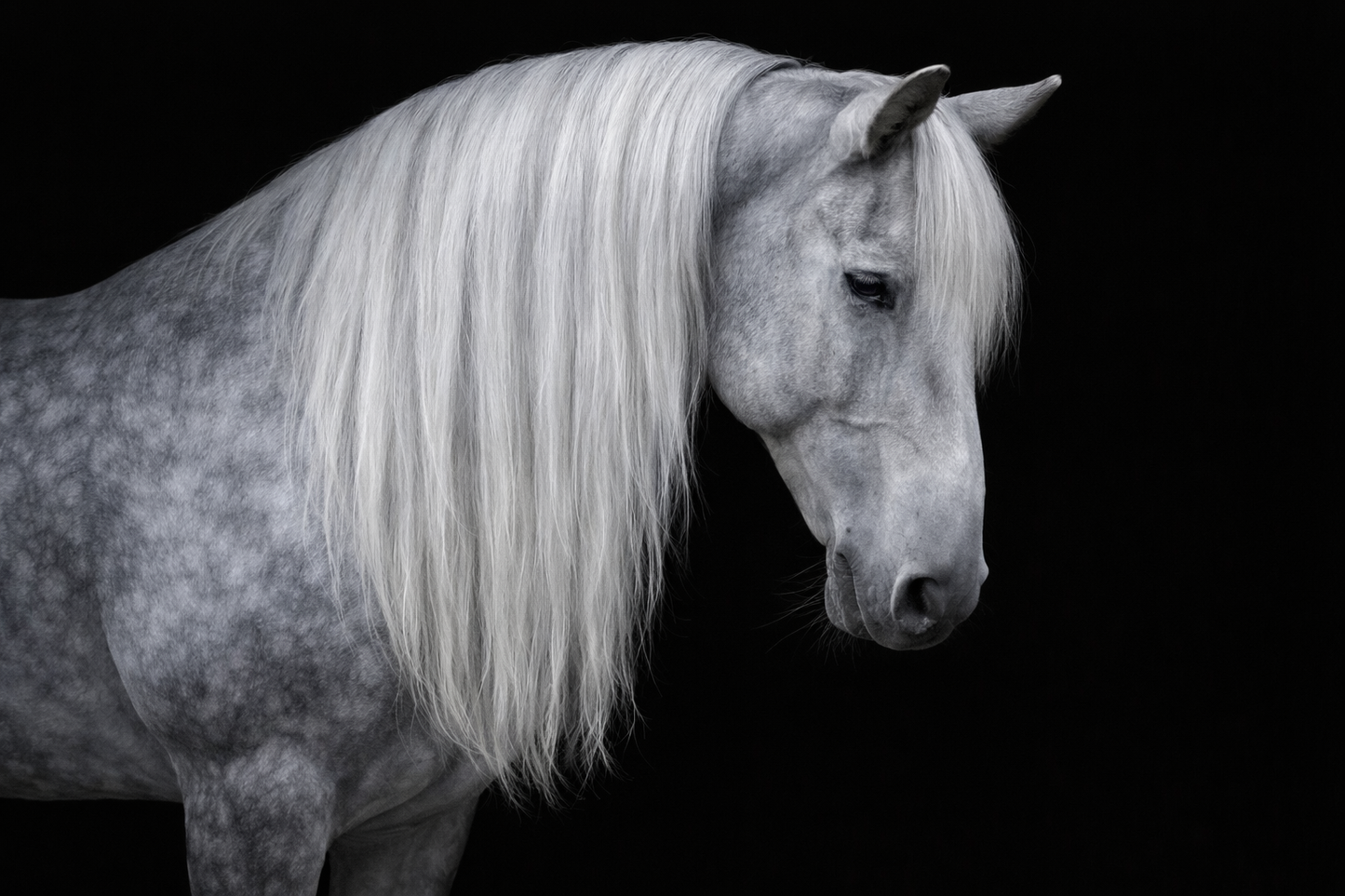 Clip in Horse’s Mane Extension Fake Hair 23 inch (59cm) Length x 8 inch (20cm) Wide