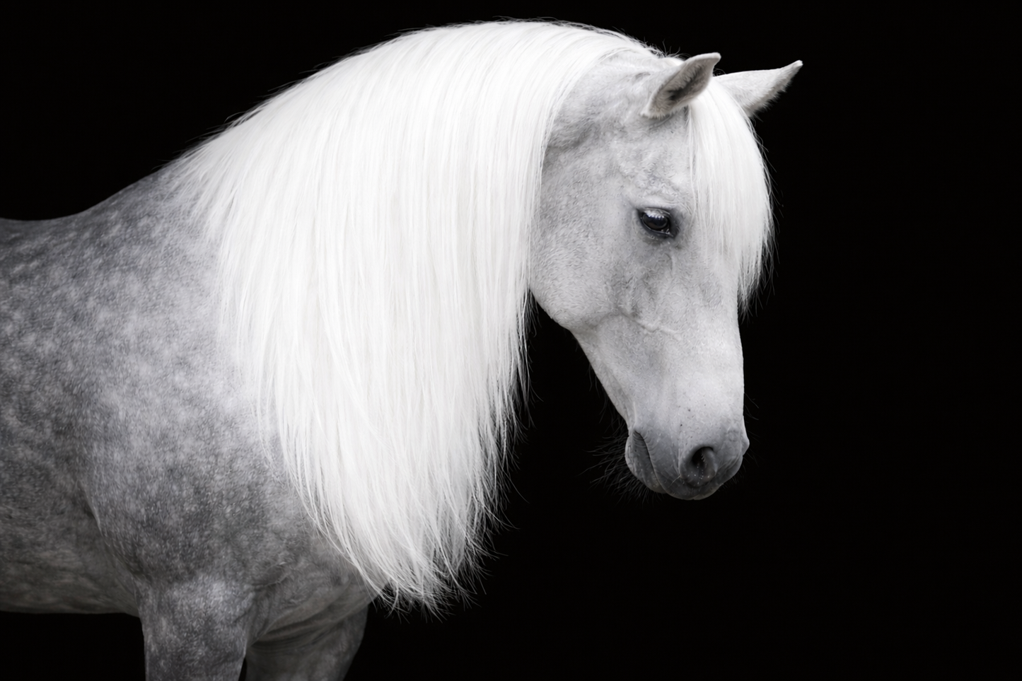 Clip in Horse’s Mane Extension Fake Hair 23 inch (59cm) Length x 8 inch (20cm) Wide