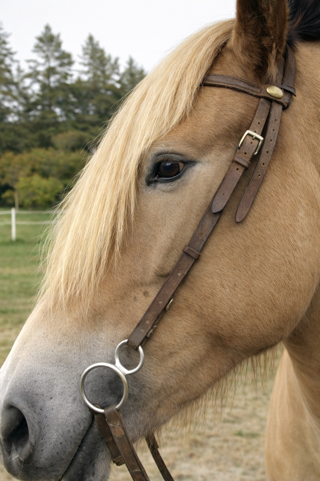 Headband Horse hair Forelock Extension